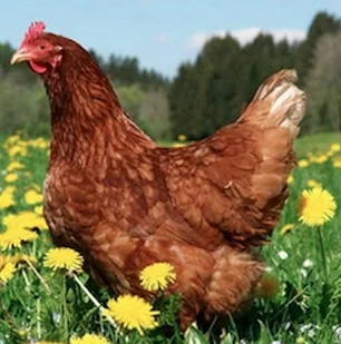 organic-chicken