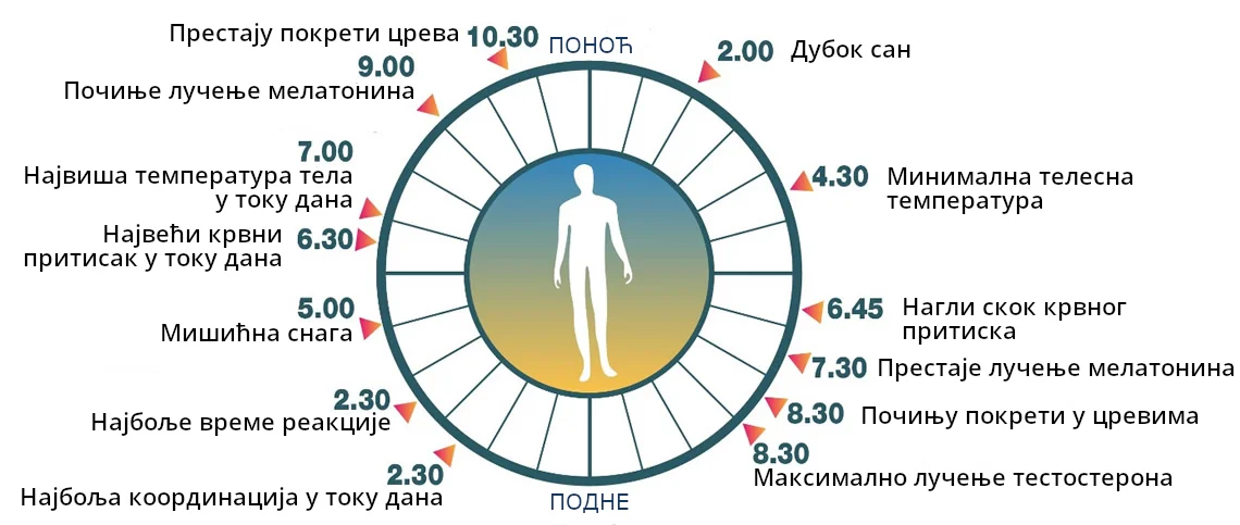 circadium-rhythm-cir