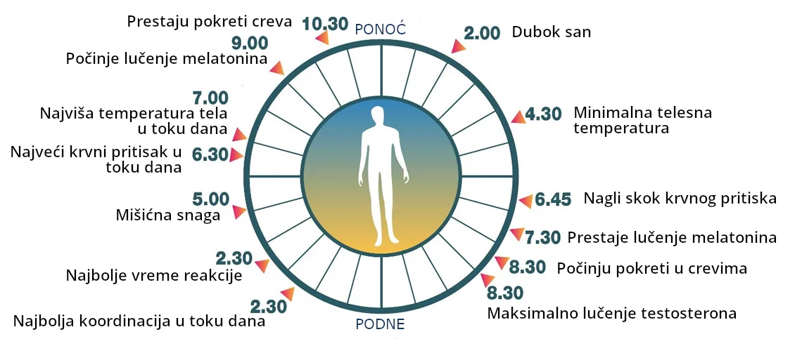 Primer cirkadijalnog ritma tela koji se ponavlja svakog dana.
