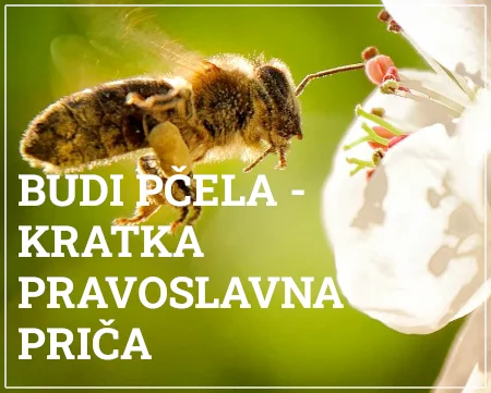 budi pčela